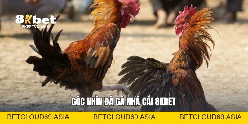 Đá Gà Nhà Cái 8KBET: Cẩm Nang Khám Phá Trải Nghiệm Hấp Dẫn
