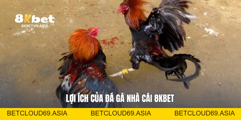 Đá Gà Nhà Cái 8KBET: Cẩm Nang Khám Phá Trải Nghiệm Hấp Dẫn