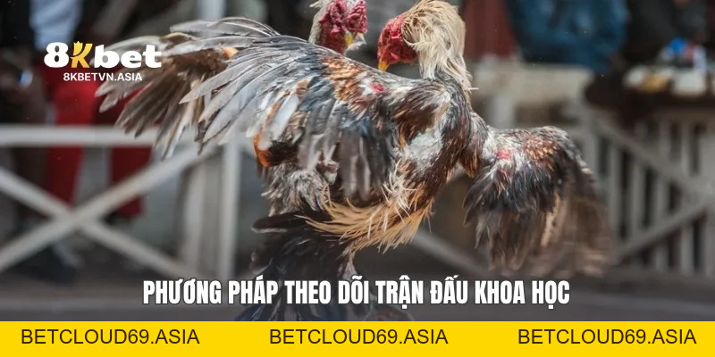 Đá Gà Nhà Cái 8KBET: Cẩm Nang Khám Phá Trải Nghiệm Hấp Dẫn